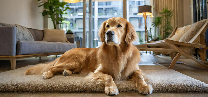 Pets in Condominiums: Furry Friends Bring Some Condominium Challenges