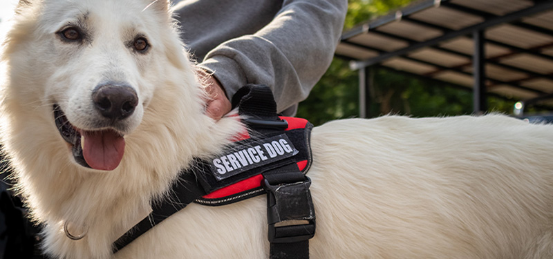 MCAD Hearing Officer Awards Damages Against Landlord and Property Manager for Failure to Reasonably Accommodate a Tenant’s Request Concerning Her Boyfriend’s Dog